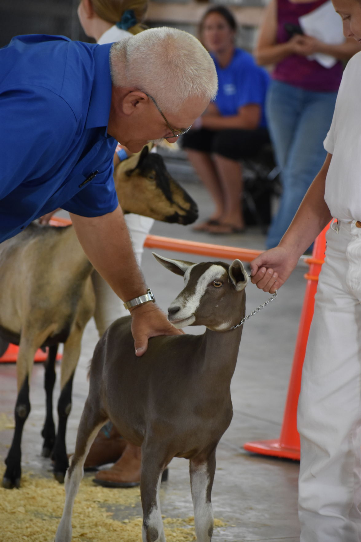 Racine County Junior Livestock Show results: Judge with goat